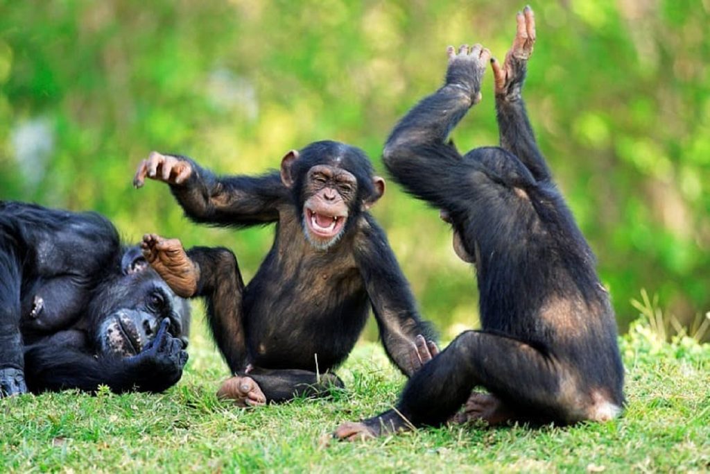 Playful moments for chimpanzees, to be experienced on your chimpanzee and gorilla tour