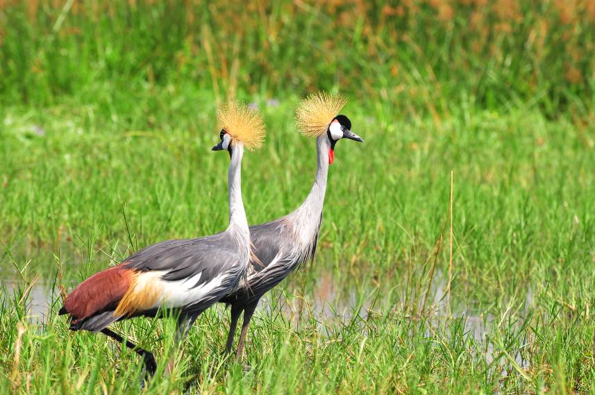 Birding in Mgahinga Gorilla National Park - Inside Mgahinga National Park